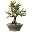 Chaenomeles speciosa, 18 cm, ± 40 jaar oud