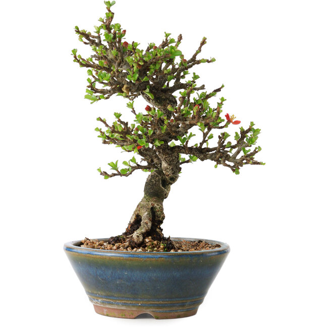 Chaenomeles speciosa, 18 cm, ± 40 años