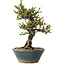 Chaenomeles speciosa, 18 cm, ± 40 jaar oud