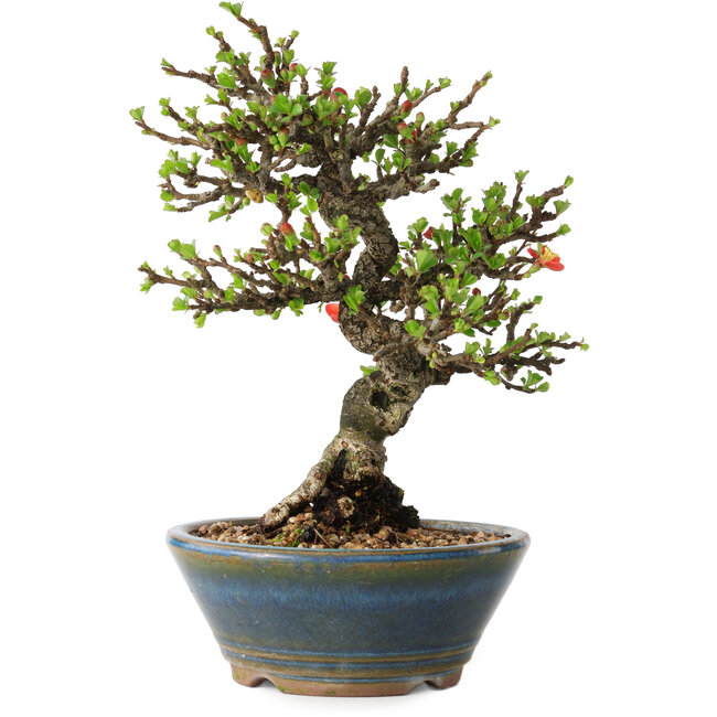 Chaenomeles speciosa, 18 cm, ± 40 años