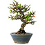 Chaenomeles speciosa, 18 cm, ± 40 years old