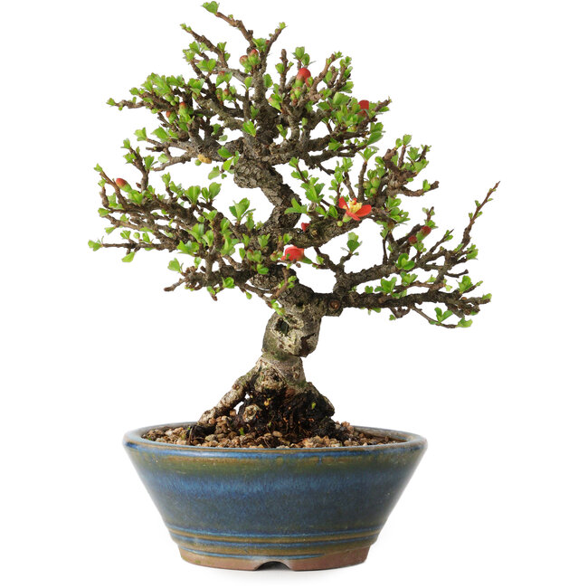 Chaenomeles speciosa, 18 cm, ± 40 jaar oud