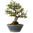 Chaenomeles speciosa, 18 cm, ± 40 years old