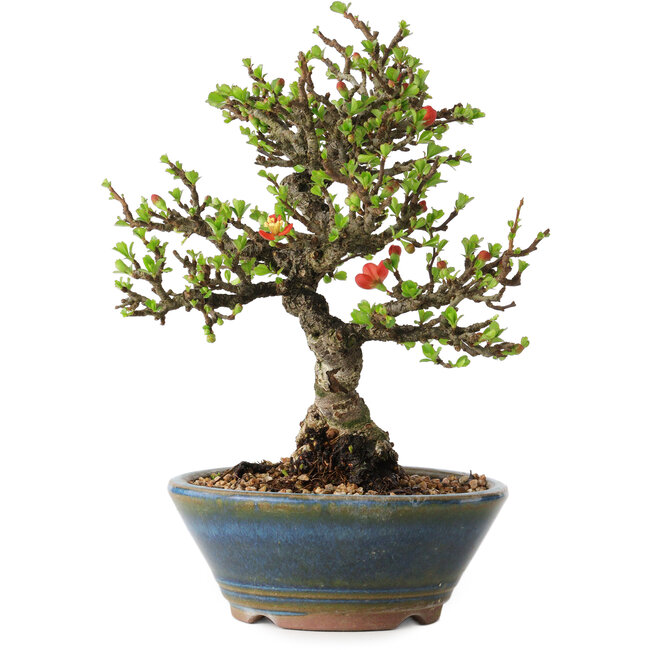 Chaenomeles speciosa, 18 cm, ± 40 Jahre alt