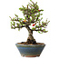 Chaenomeles speciosa, 18 cm, ± 40 years old