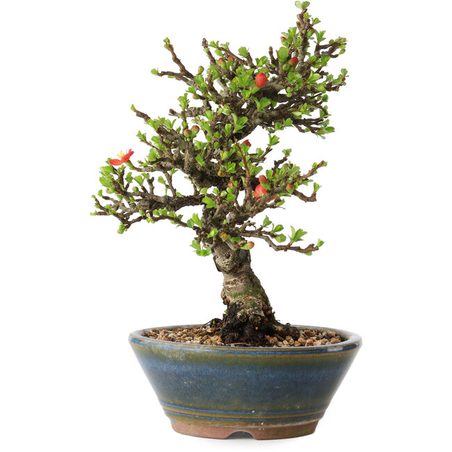 Chaenomeles speciosa, 18 cm, ± 40 years old