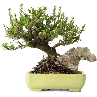 Chaenomeles speciosa, 17 cm, ± 40 Jahre alt