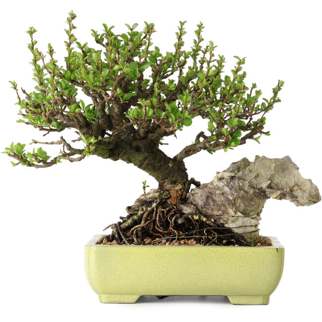 Chaenomeles speciosa, 17 cm, ± 40 Jahre alt