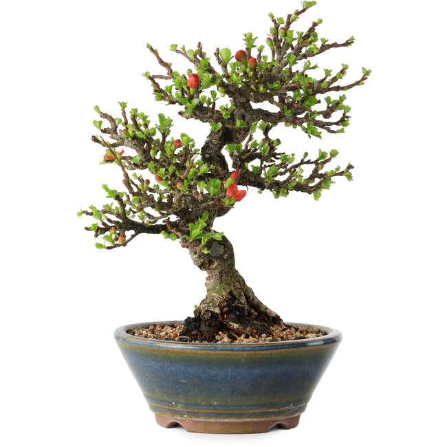 Chaenomeles speciosa, 18 cm, ± 40 years old