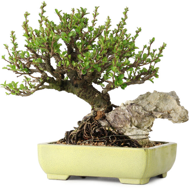 Chaenomeles speciosa, 17 cm, ± 40 jaar oud