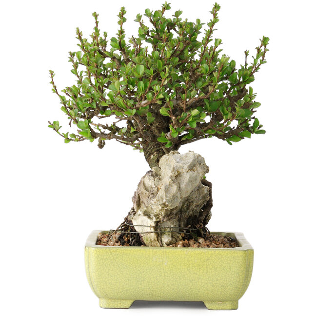 Chaenomeles speciosa, 17 cm, ± 40 Jahre alt