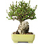Chaenomeles speciosa, 17 cm, ± 40 jaar oud