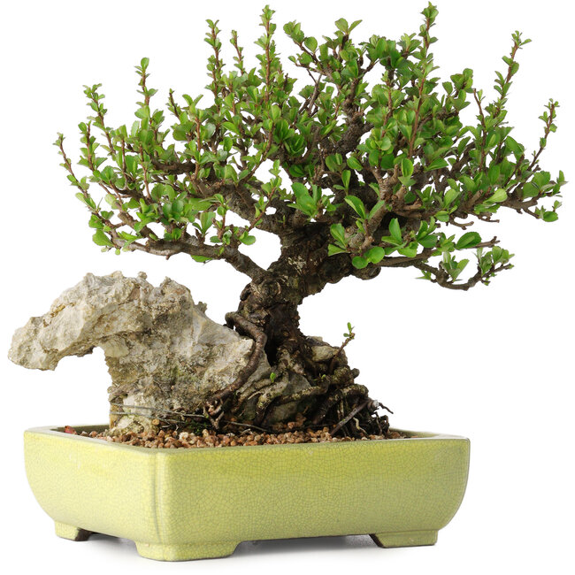 Chaenomeles speciosa, 17 cm, ± 40 Jahre alt