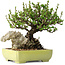Chaenomeles speciosa, 17 cm, ± 40 jaar oud