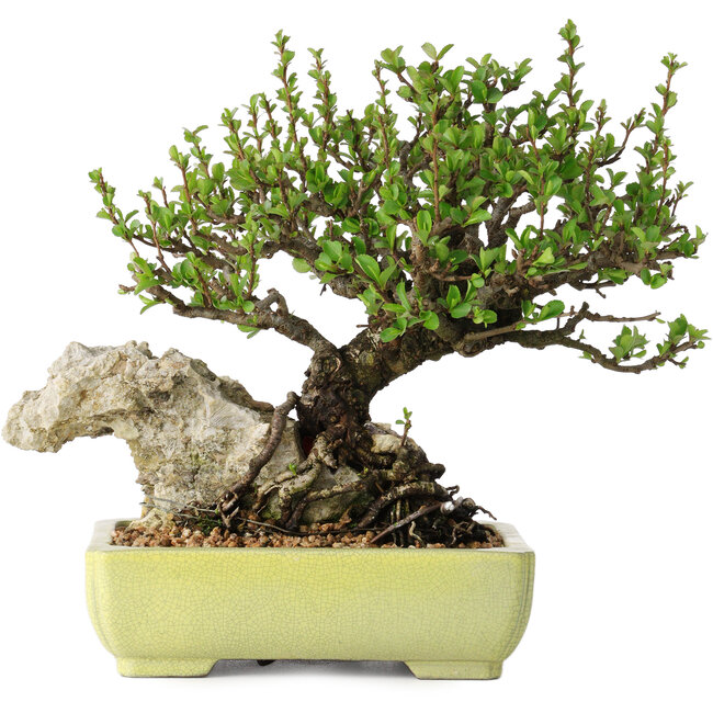 Chaenomeles speciosa, 17 cm, ± 40 years old