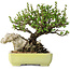 Chaenomeles speciosa, 17 cm, ± 40 jaar oud