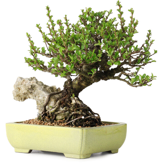 Chaenomeles speciosa, 17 cm, ± 40 years old