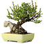 Chaenomeles speciosa, 17 cm, ± 40 years old