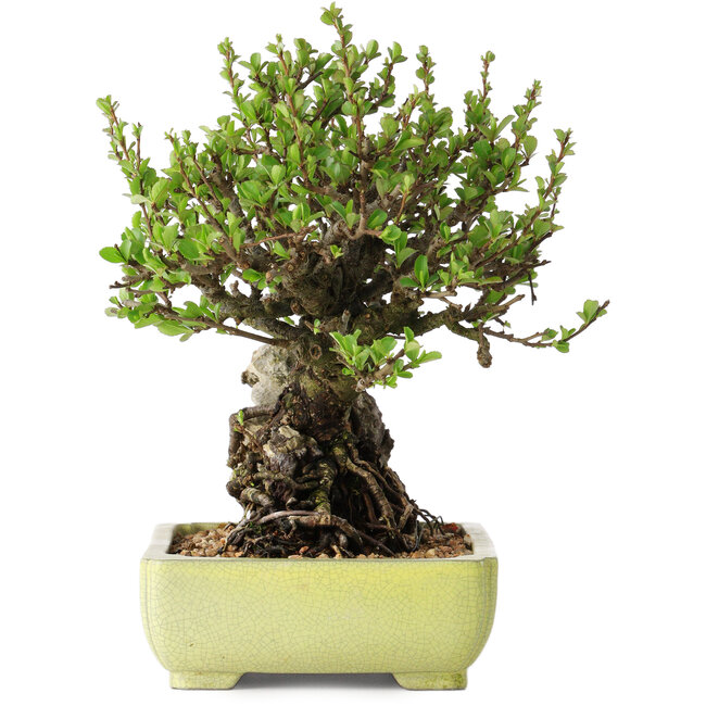 Chaenomeles speciosa, 17 cm, ± 40 ans