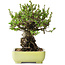 Chaenomeles speciosa, 17 cm, ± 40 jaar oud
