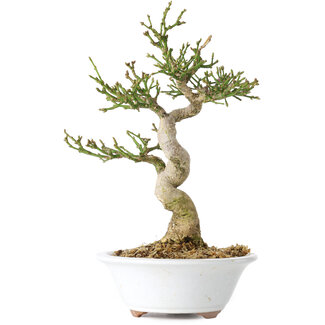 Euonymus alatus, 24 cm, ± 15 years old