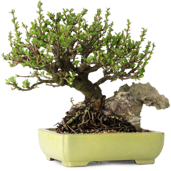 Chaenomeles speciosa, 17 cm, ± 40 Jahre alt