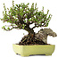 Chaenomeles speciosa, 17 cm, ± 40 jaar oud