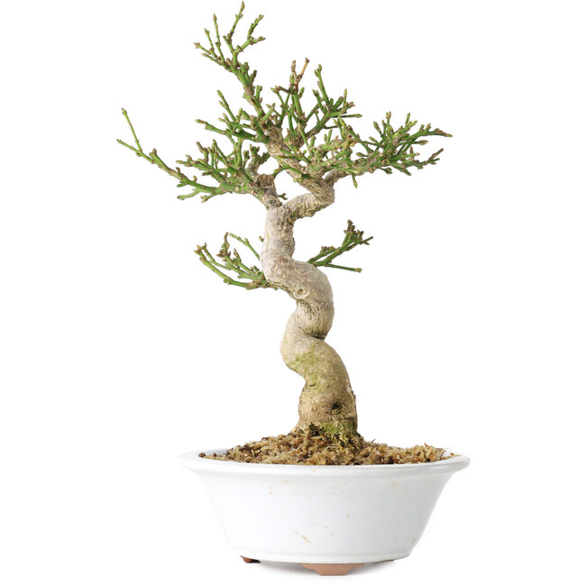 Euonymus alatus, 24 cm, ± 15 years old