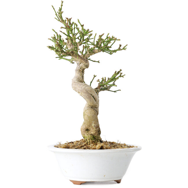 Euonymus alatus, 24 cm, ± 15 Jahre alt