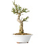 Euonymus alatus, 24 cm, ± 15 years old