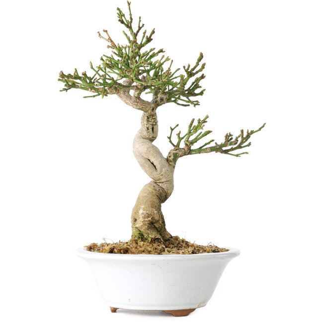 Euonymus alatus, 24 cm, ± 15 jaar oud