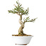 Euonymus alatus, 24 cm, ± 15 years old