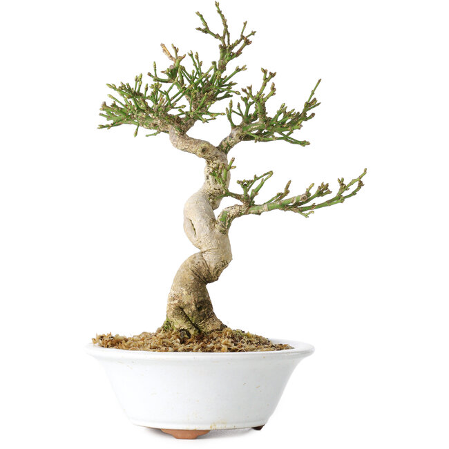 Euonymus alatus, 24 cm, ± 15 jaar oud