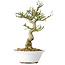 Euonymus alatus, 24 cm, ± 15 years old