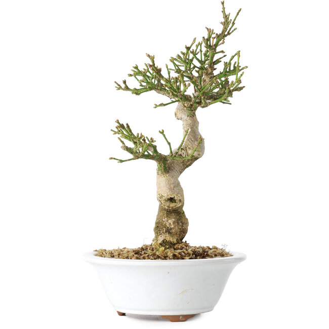 Euonymus alatus, 24 cm, ± 15 jaar oud