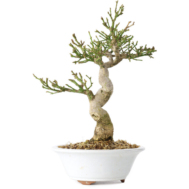 Euonymus alatus, 24 cm, ± 15 anni