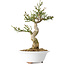 Euonymus alatus, 24 cm, ± 15 years old