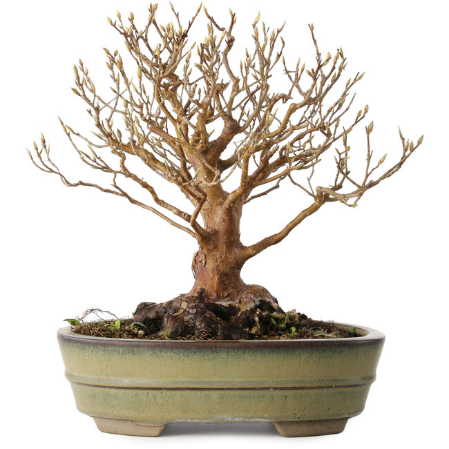 Stewartia monadelpha, 24 cm, ± 30 jaar oud