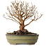 Stewartia monadelpha, 24 cm, ± 30 jaar oud