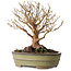 Stewartia monadelpha, 24 cm, ± 30 jaar oud