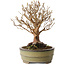Stewartia monadelpha, 24 cm, ± 30 jaar oud