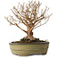Stewartia monadelpha, 24 cm, ± 30 jaar oud