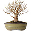 Stewartia monadelpha, 24 cm, ± 30 jaar oud