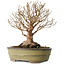 Stewartia monadelpha, 24 cm, ± 30 jaar oud