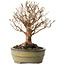 Stewartia monadelpha, 24 cm, ± 30 jaar oud