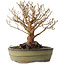 Stewartia monadelpha, 24 cm, ± 30 jaar oud