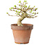Premna japonica, 10 cm, ± 15 jaar oud