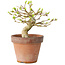 Premna japonica, 10 cm, ± 15 jaar oud