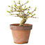 Premna japonica, 10 cm, ± 15 jaar oud