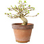 Premna japonica, 10 cm, ± 15 jaar oud